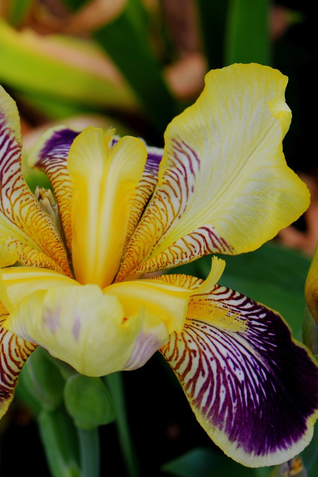 Красивый цветок ириса крупным планом