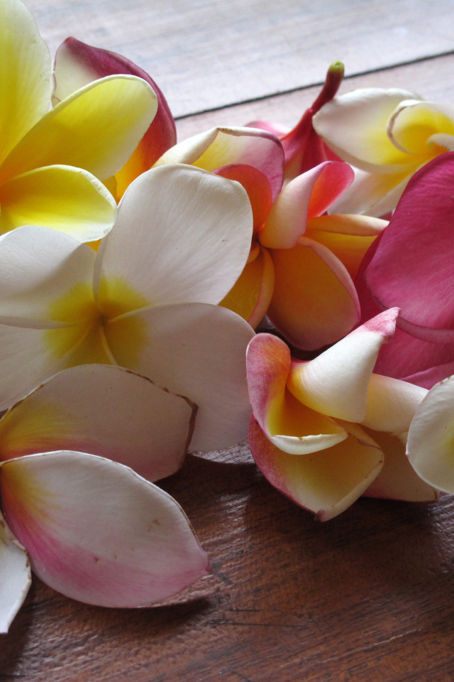 Красивые крупные цветы плюмерия