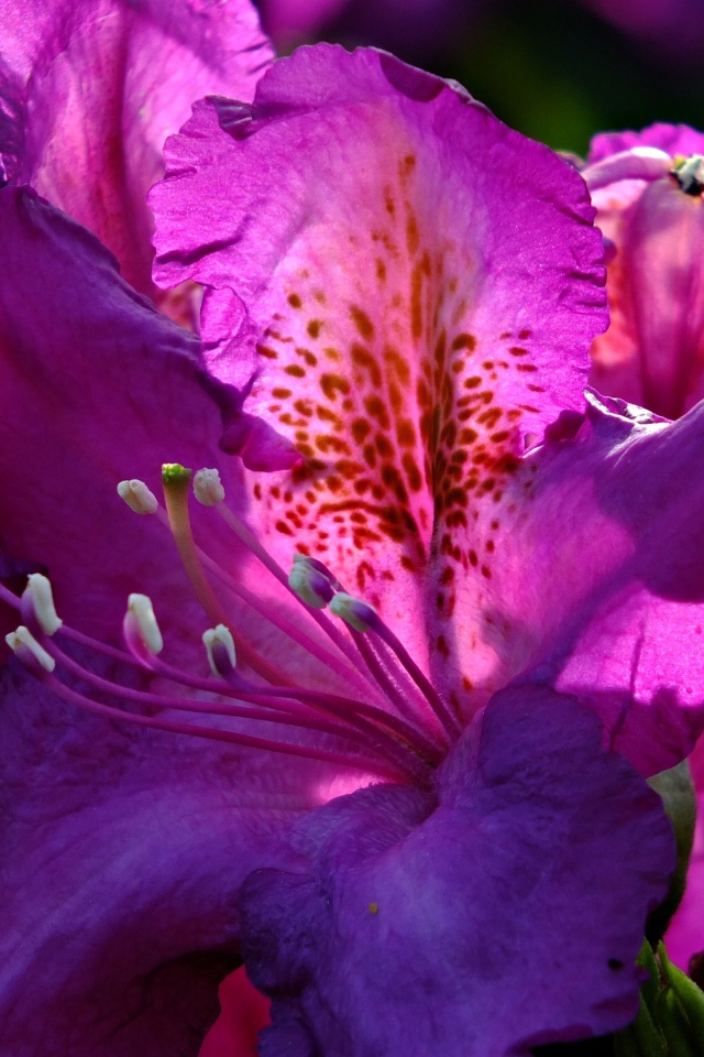 Красивый сиреневый цветок азалия крупным планом