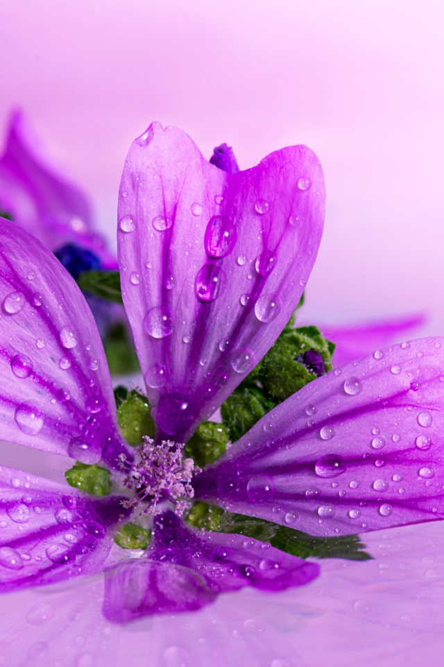 Красивый сиреневый цветок в каплях воды