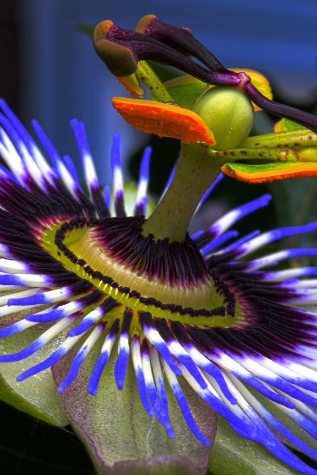 Красивый сиреневый цветок Пассифлора крупным планом