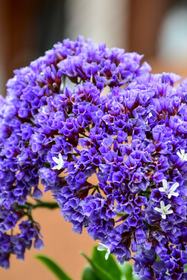 Красивые сиреневые цветы крупным планом