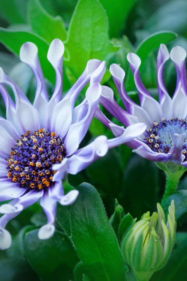 Красивые сиреневые цветы африканской ромашки