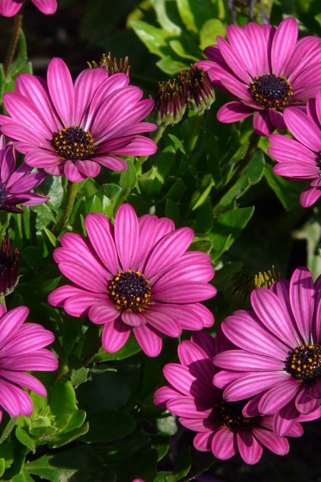 Красивые сиреневые цветы цинерария 