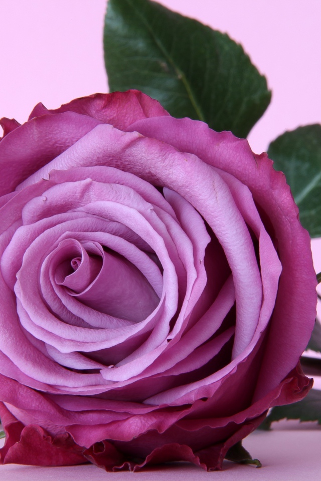 Красивая сиреневая роза крупным планом