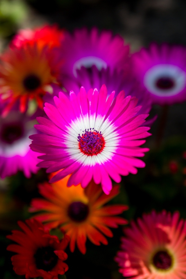 Красивые разноцветные цветы крупным планом 