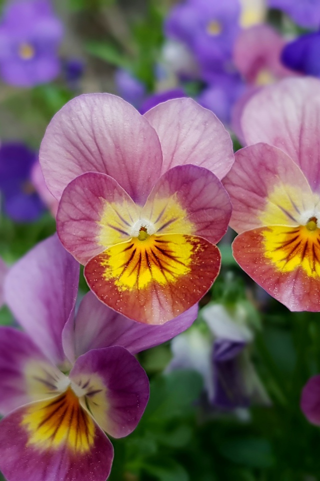 Красивые разноцветные цветы анютины глазки