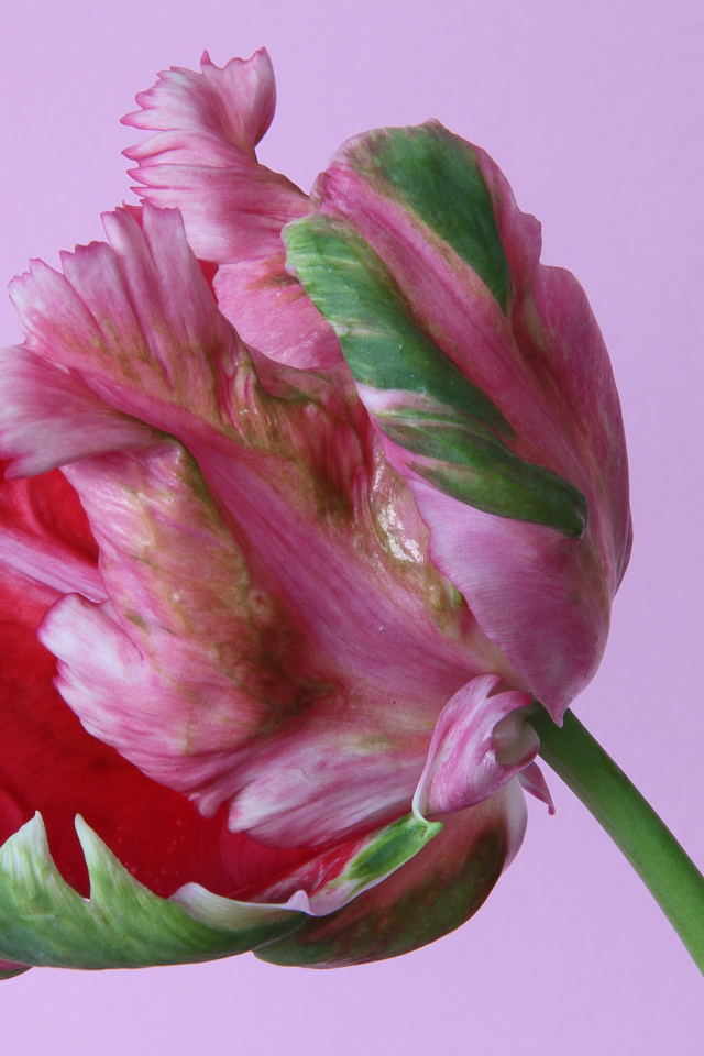 Красивый разноцветный тюльпан на розовом фоне крупным планом