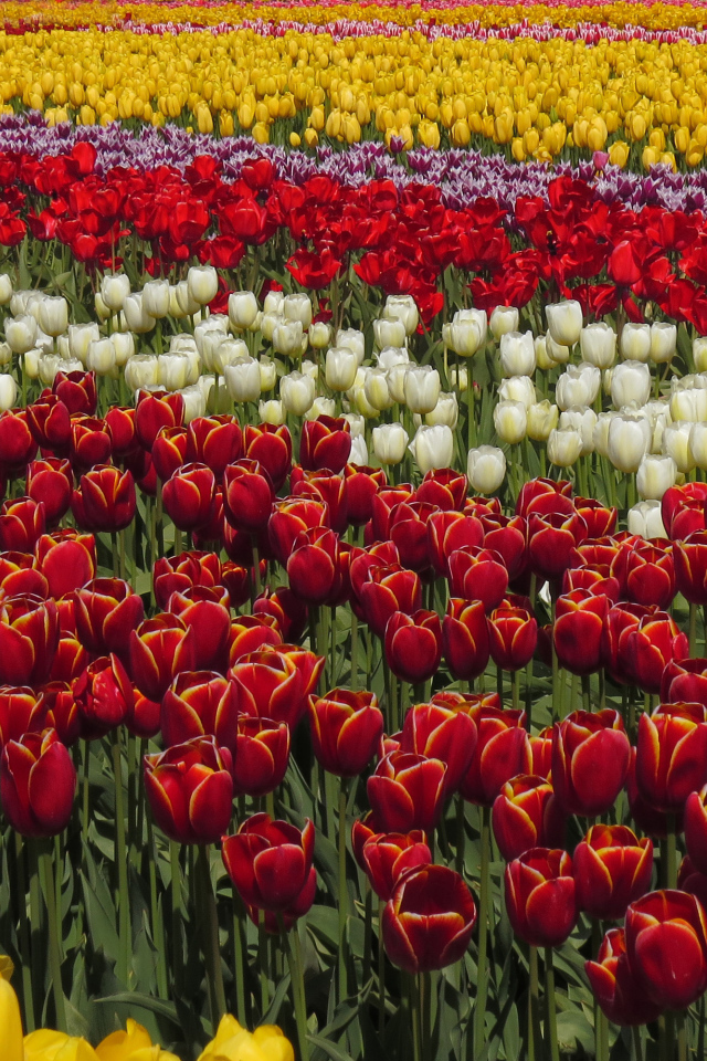 Красивые разноцветные тюльпаны рядами на поле