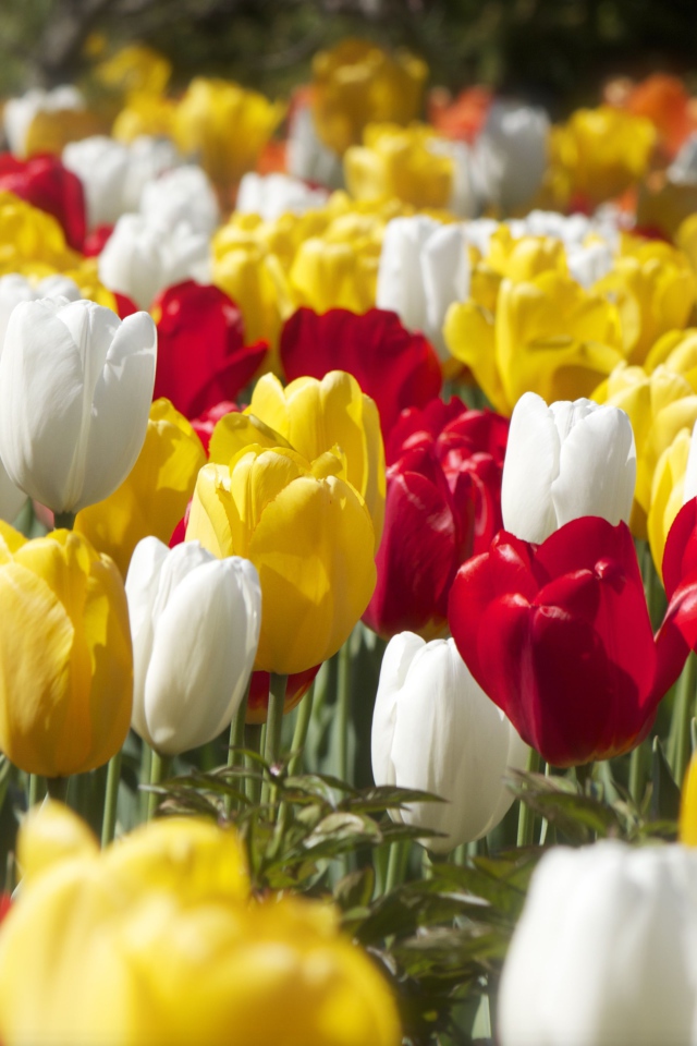 Красивые разноцветные тюльпаны под солнцем