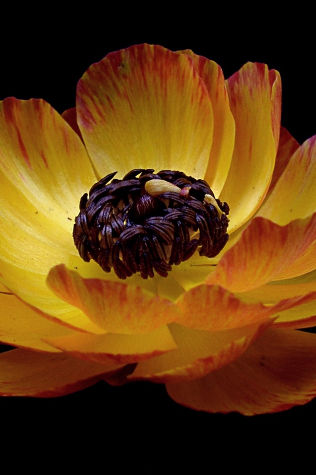 Красивый оранжевый лютик на черном фоне