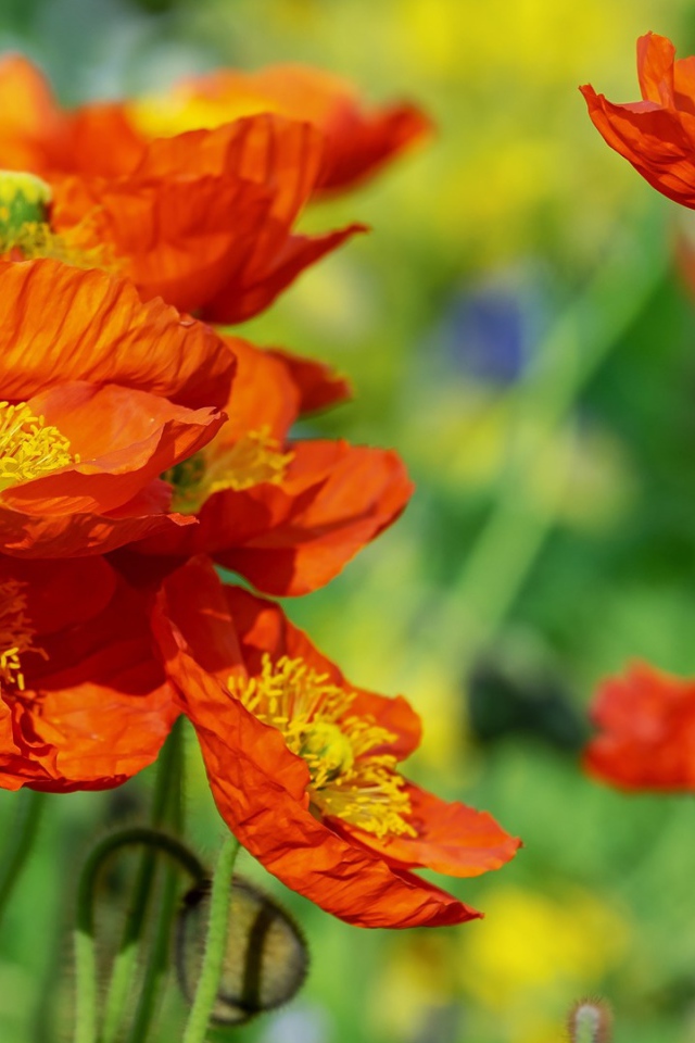 Красивые оранжевые декоративные цветы мака 