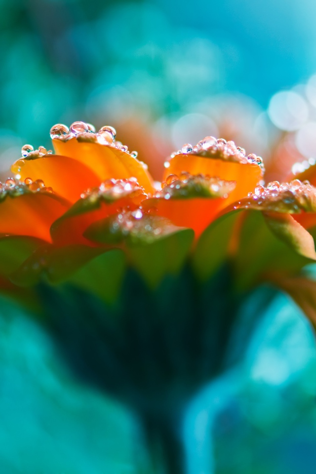 Красивый оранжевый цветок герберы с росой на лепестках