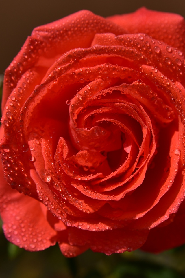 Красивая оранжевая роза в каплях утренней росы