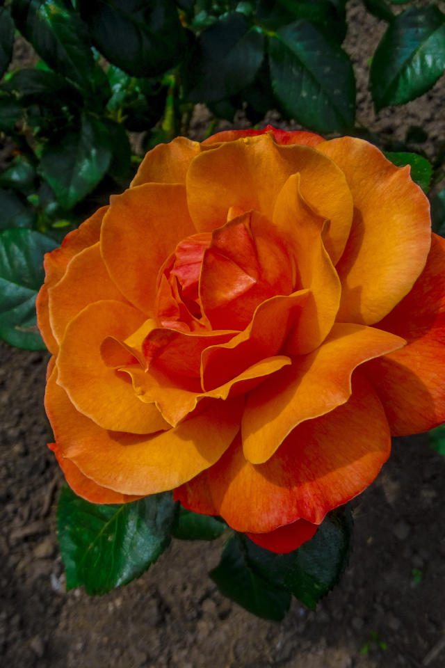 Красивая оранжевая роза на клумбе вид сверху