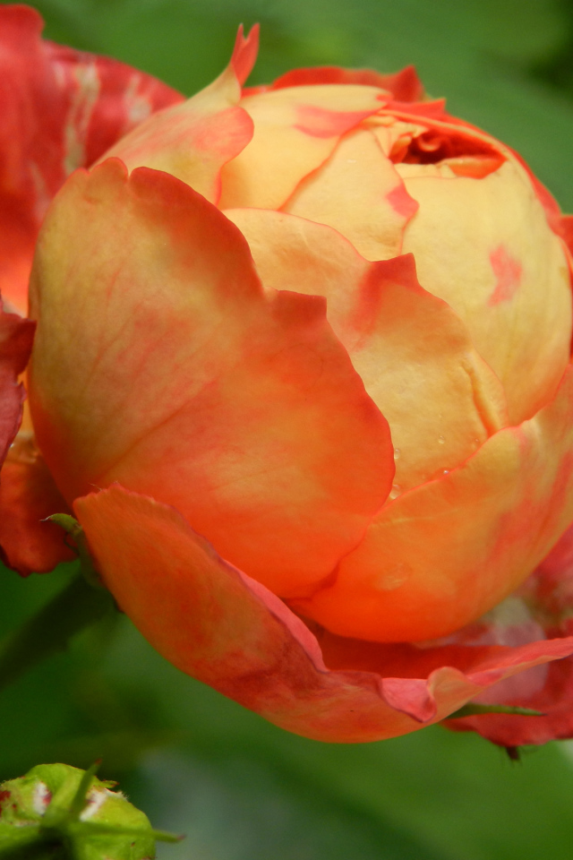 Красивая оранжевая роза с бутоном 