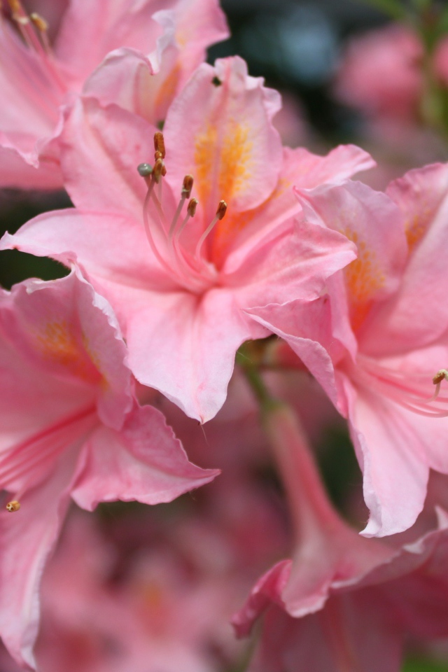 Красивые розовые цветы альстрёмерия 