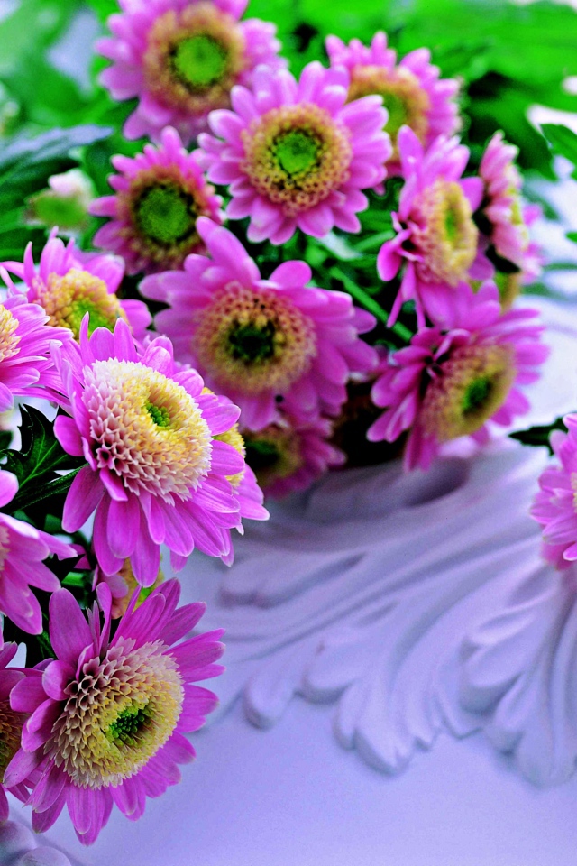 Красивые розовые хризантемы