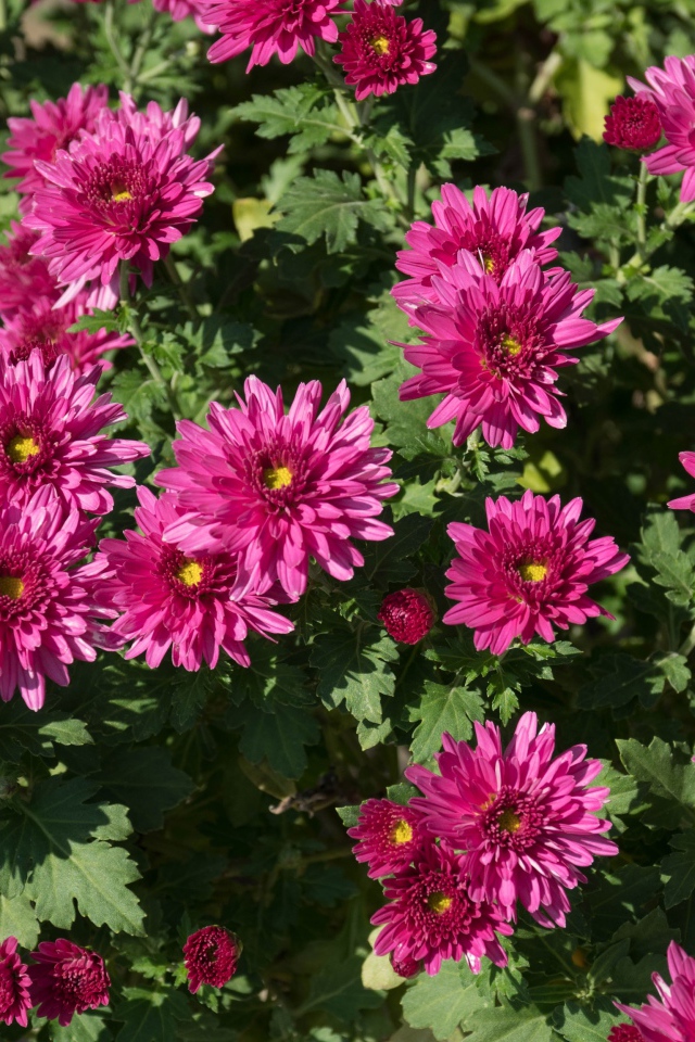 Красивые розовые хризантемы крупным планом