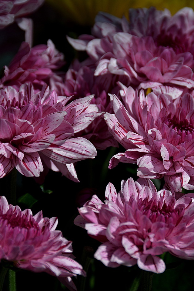 Красивые розовые цветы хризантемы