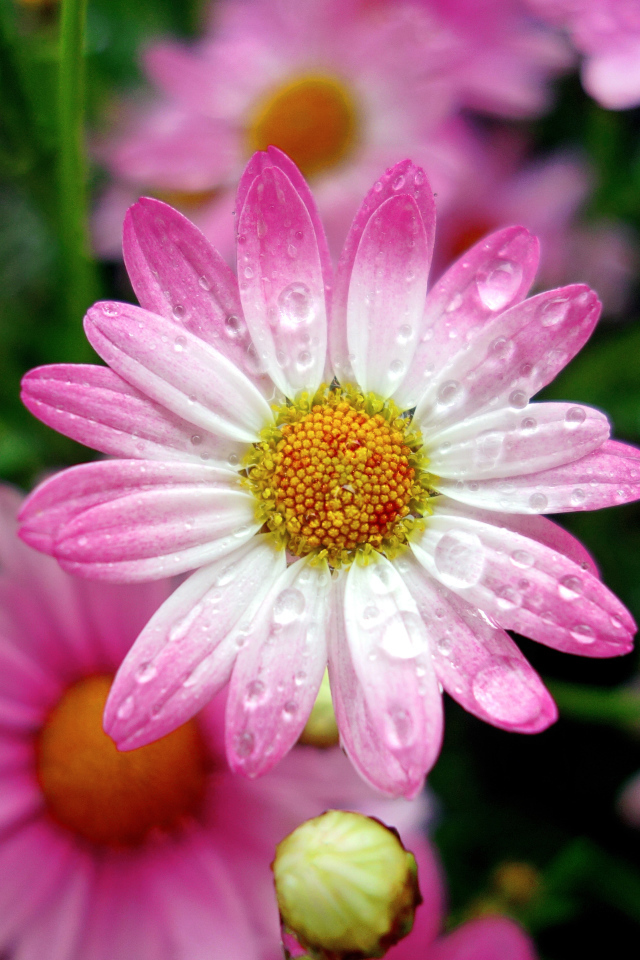 Красивая розовая ромашка в каплях росы крупным планом