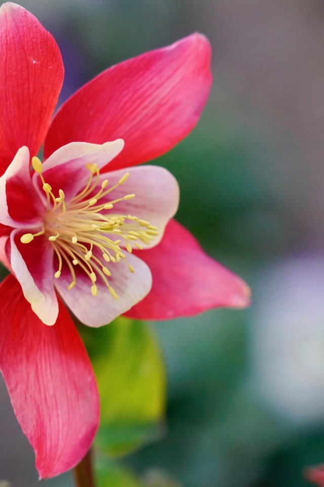 Красивый розовый цветок водосбор крупным планом