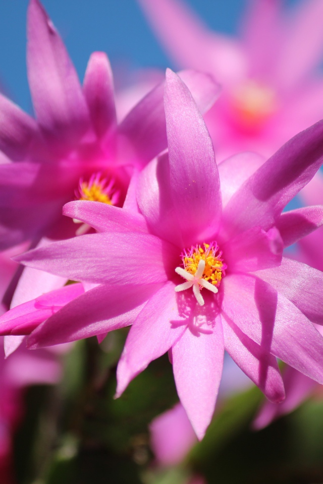 Красивые розовые цветы комнатного цветка декабрист