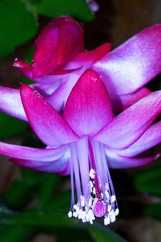 Красивый розовый комнатный цветок декабрист