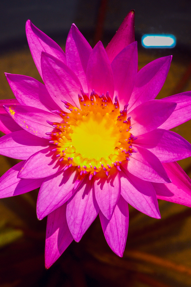 Красивый розовый цветок лотоса крупным планом