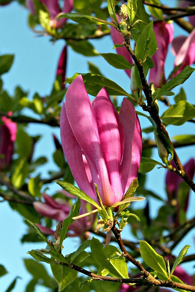 Красивые розовые цветы магнолии