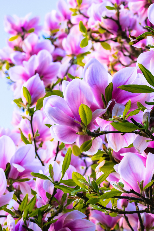 Красивые розовые цветы магнолии на дереве