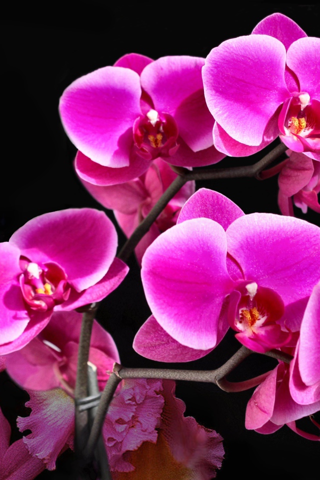 Красивые розовые цветы орхидеи на черном фоне