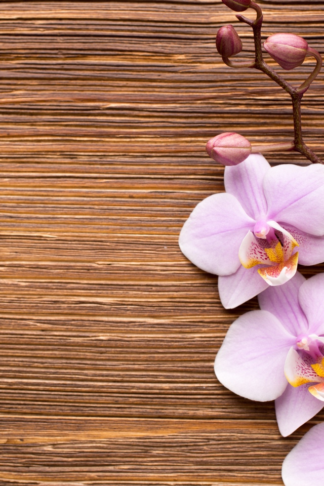 Красивые розовые орхидеи на деревянном фоне