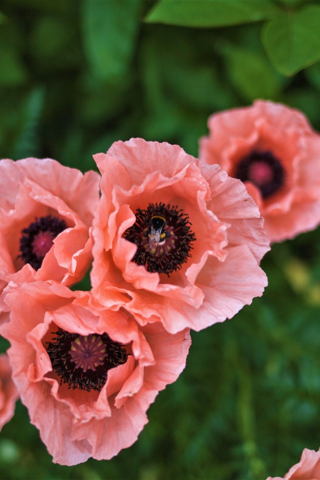 Красивые розовые маки на клумбе