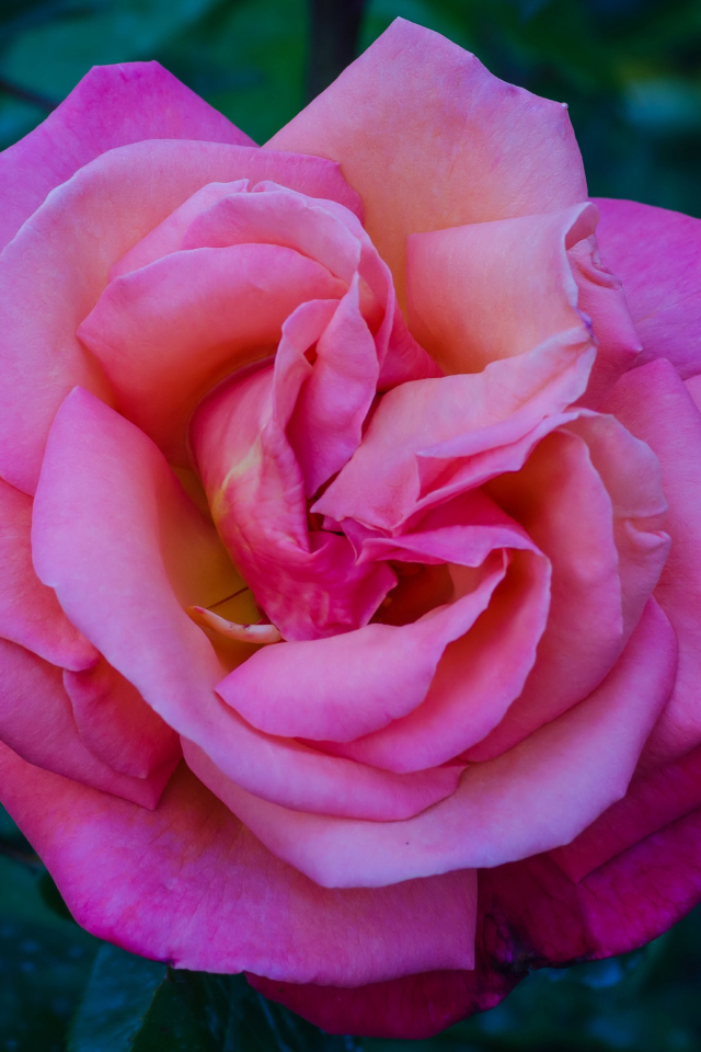 Розовая садовая красивая роза крупным планом