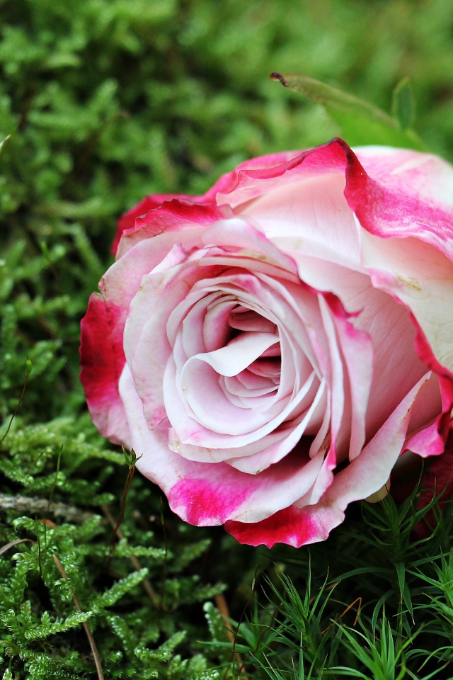 Красивая розовая роза лежит на зеленом мхе