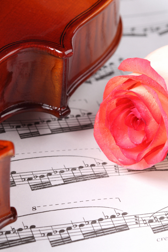 Красивая розовая роза на нотах со скрипкой