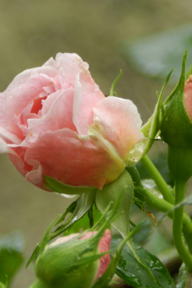 Красивая розовая роза с бутонами под дождем