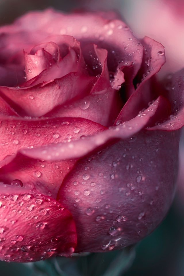 Красивая розовая роза с лепестками в росе