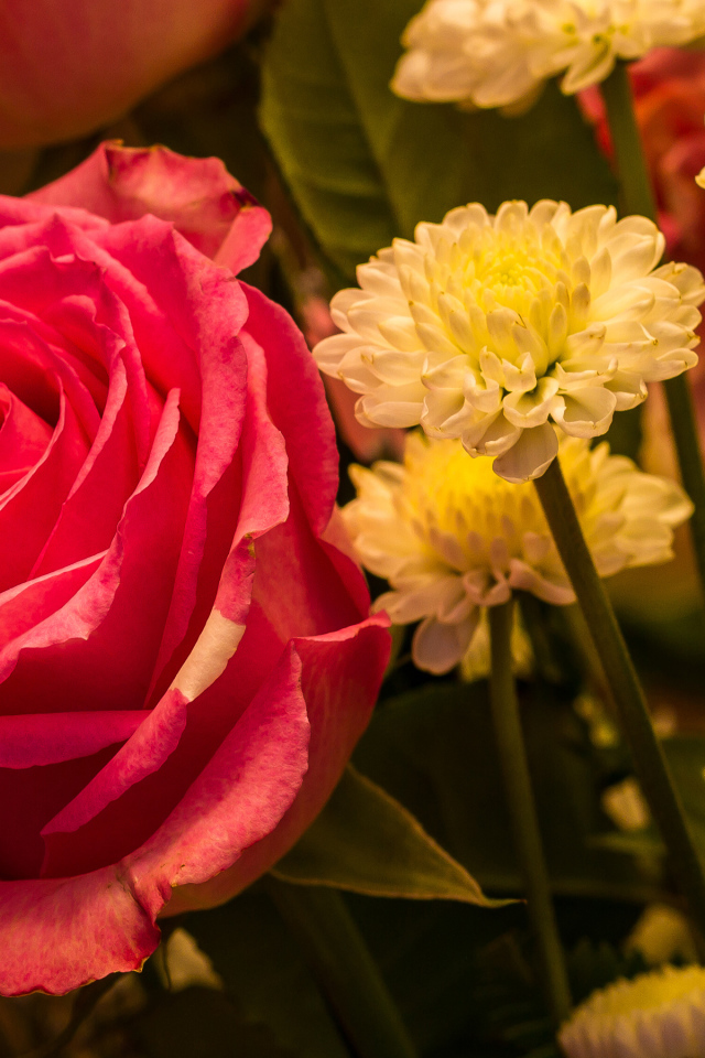 Красивая розовая роза с белыми хризантемами