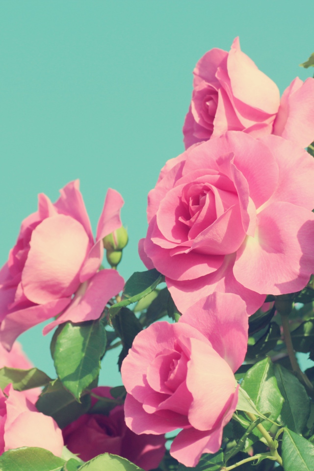 Красивые розовые розы на голубом фоне