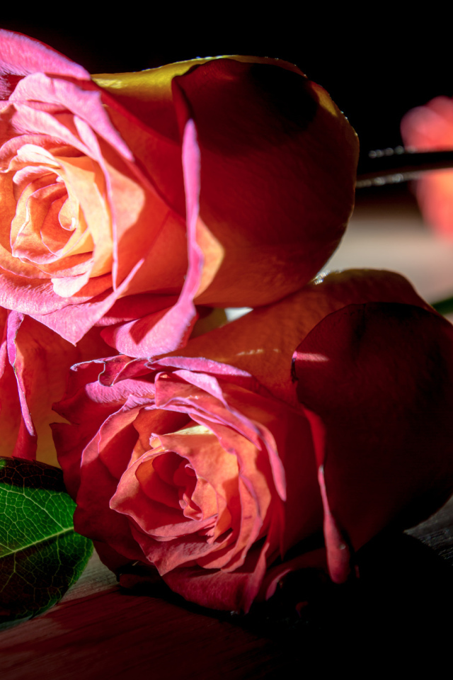 Красивые розовые розы на деревянном столе