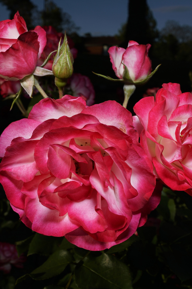 Красивые розовые розы с бутонами на клумбе 