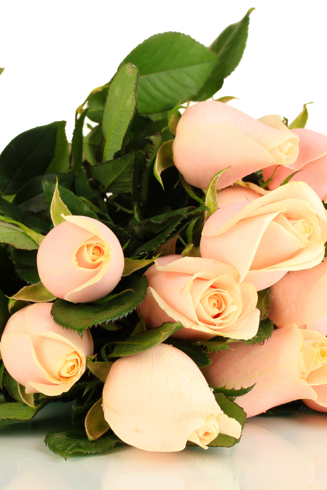 Красивые розовые розы с зелеными листьями на белом фоне