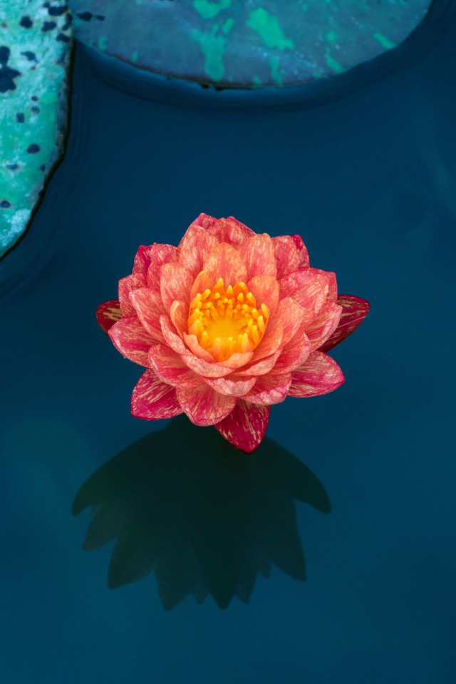 Красивый розовый цветок водяной лилии в воде