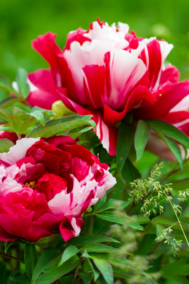 Красивые розовые с белым пионы 