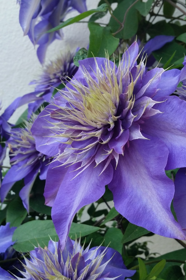 Красивые фиолетовые цветы клематиса