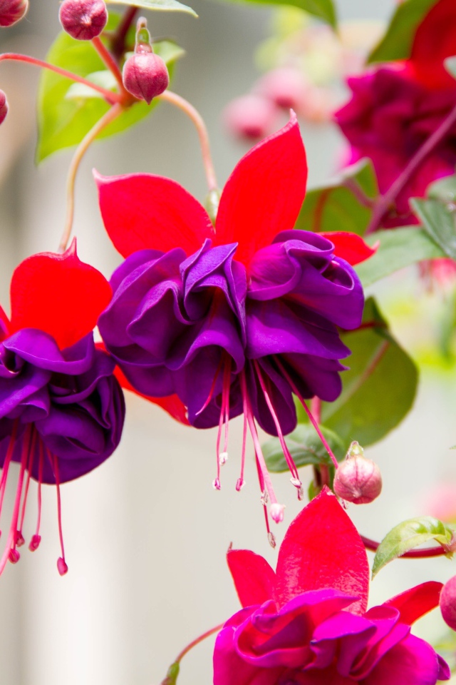 Красивые фиолетовые цветы фуксии