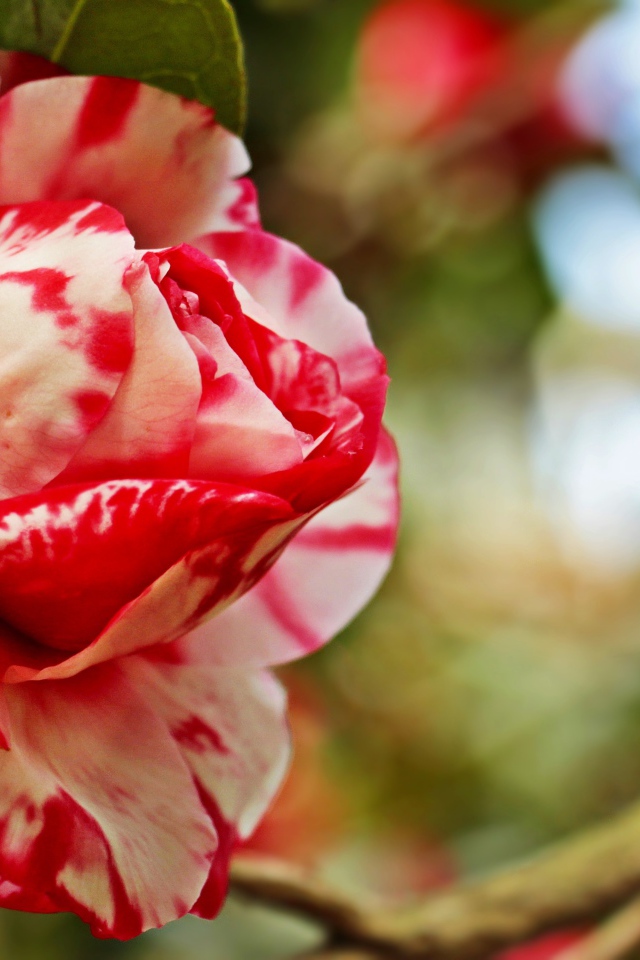 Красивый красно-белый цветок камелии