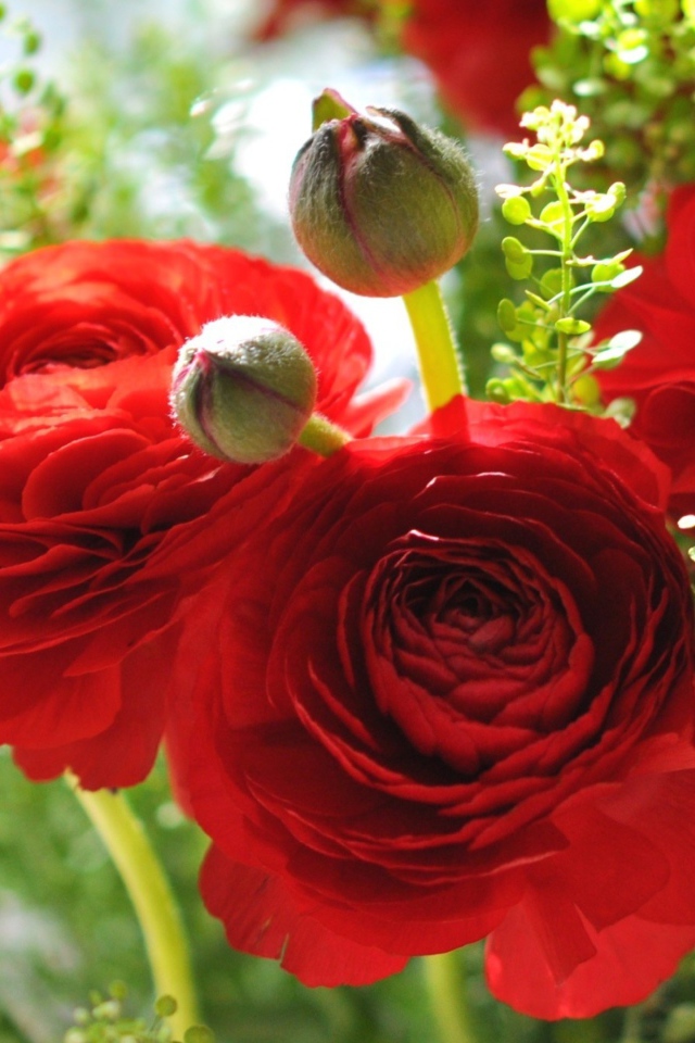 Красивые красные лютики крупным планом 